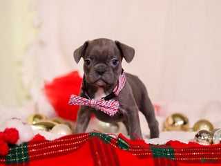 Mixed Breed dogs Bert - Ad 20