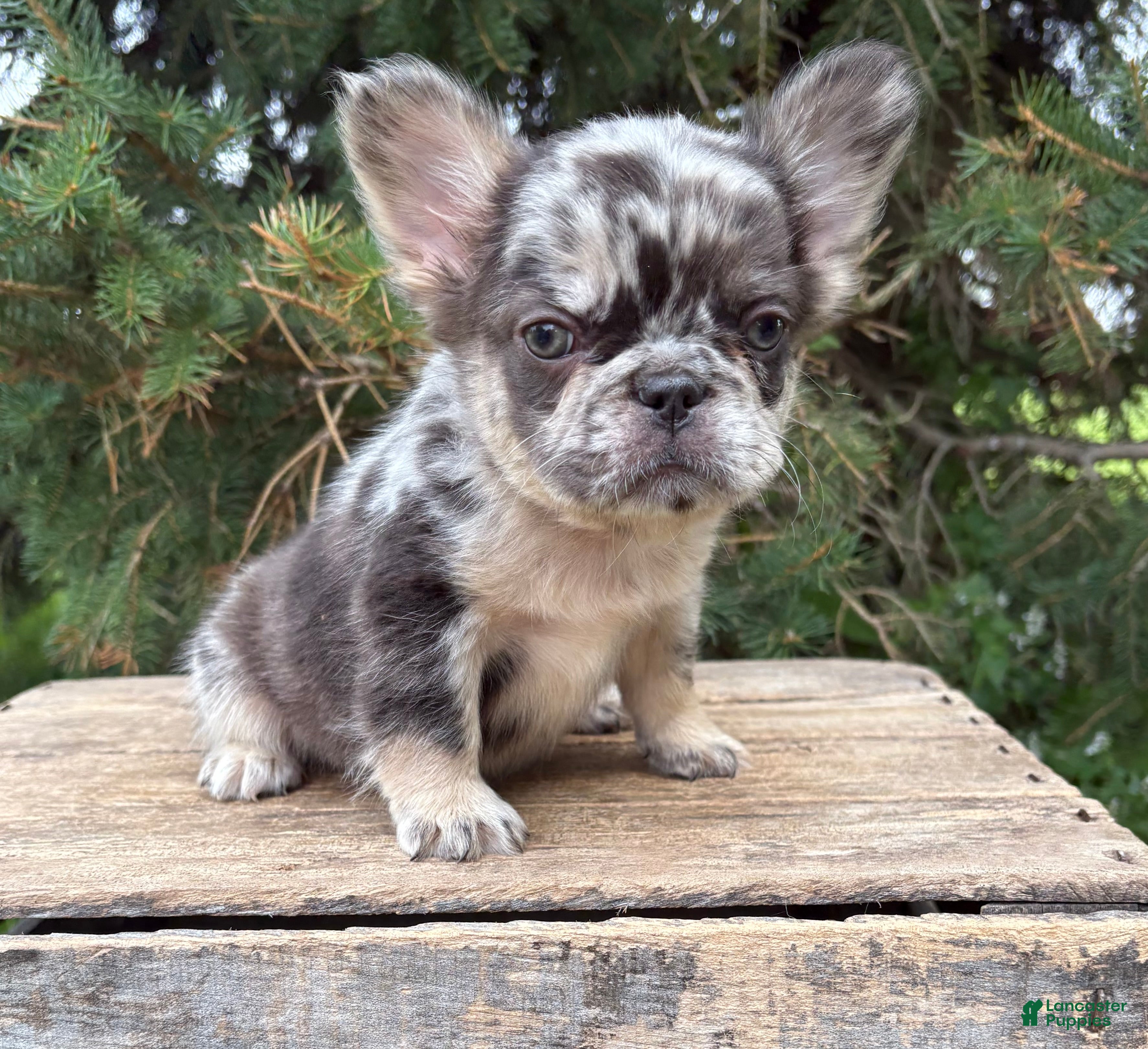 French Bulldog dogs Kingston - Ad 2