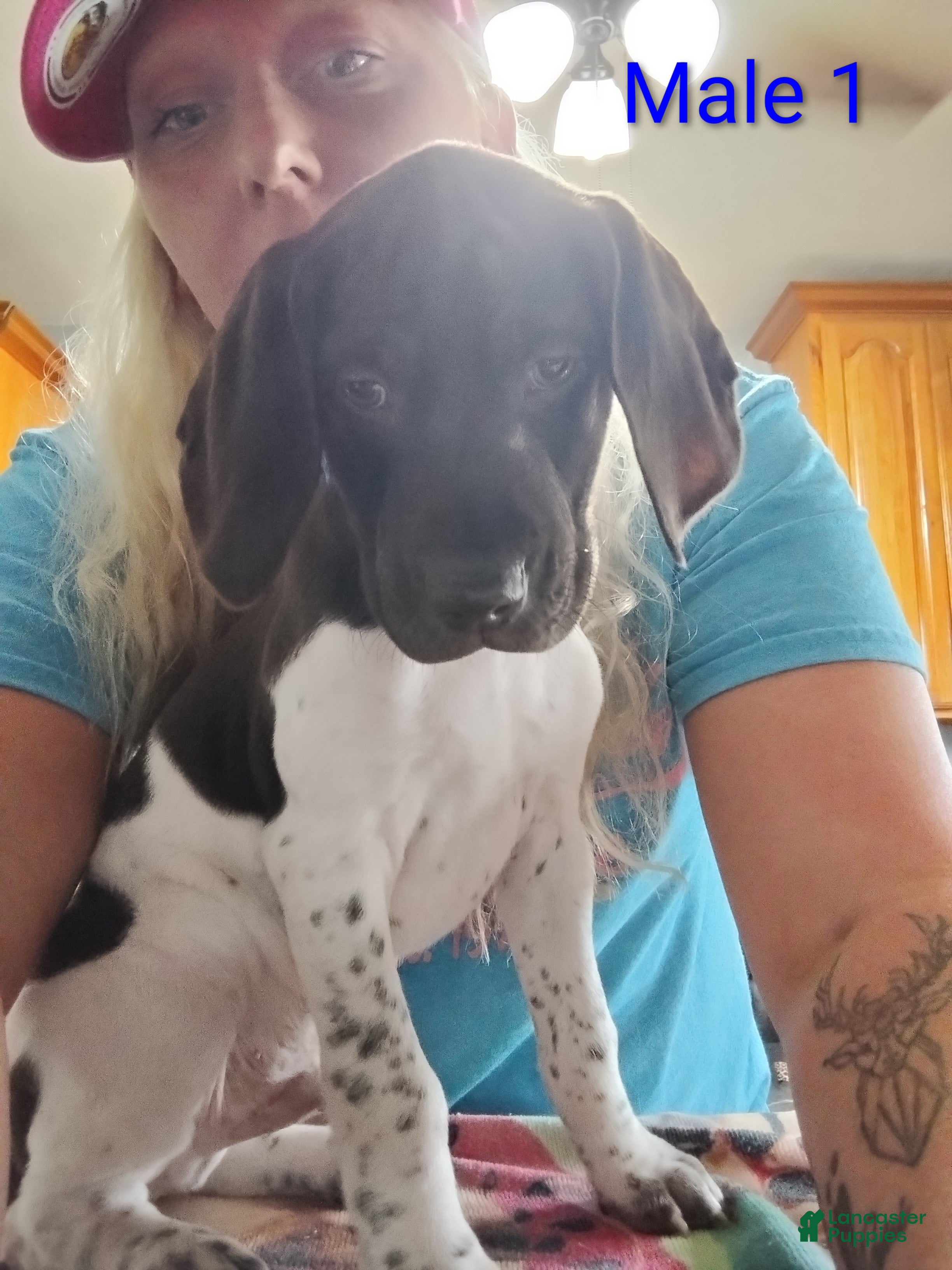 German Shorthaired Pointer dogs German Shorthaired Pointer Puppy 1 - Ad 12