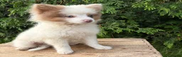 Pomeranian dogs for sale: Oliver - Ad 3