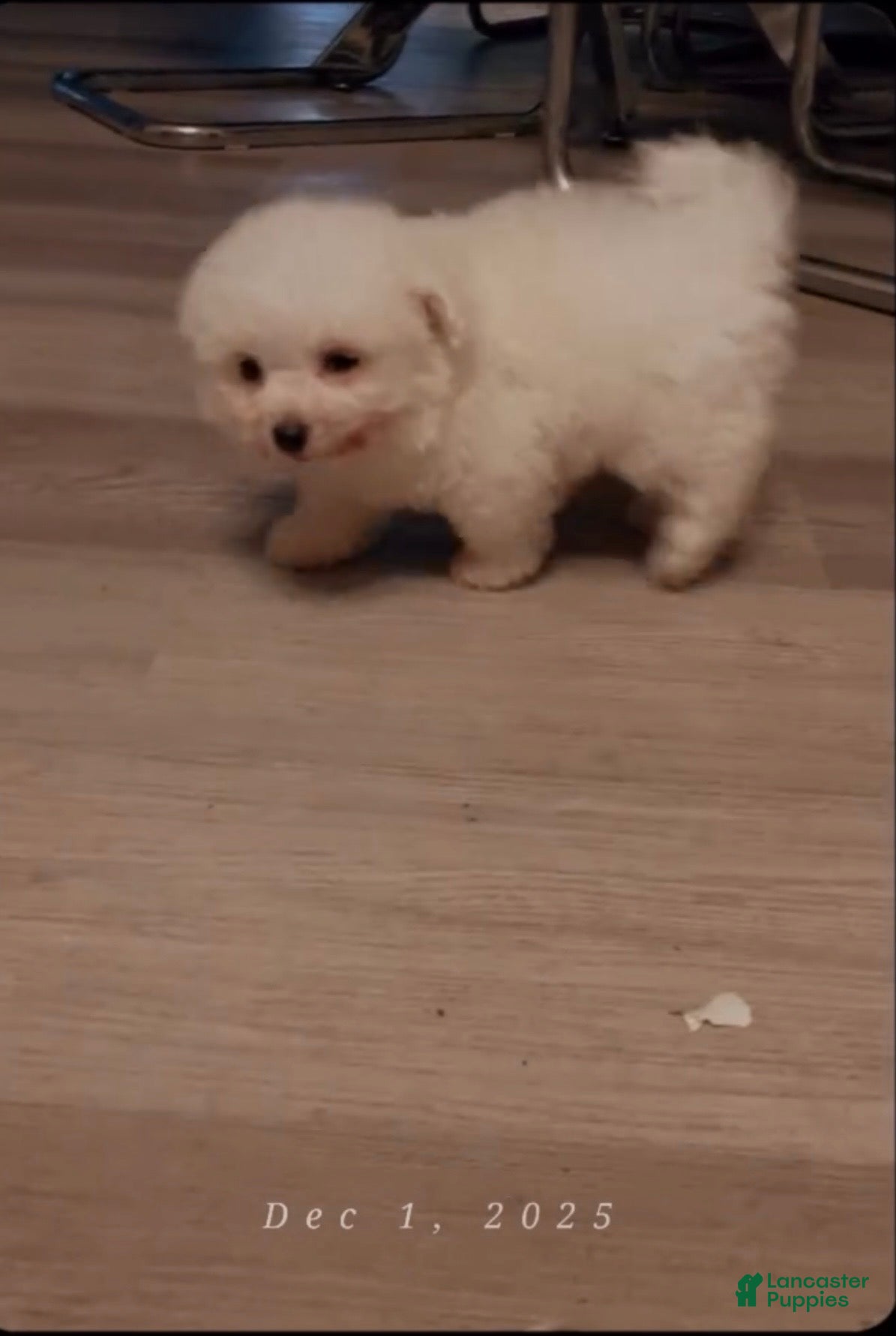 Maltipoo dogs Maltipoo Puppy 2 - Ad 21