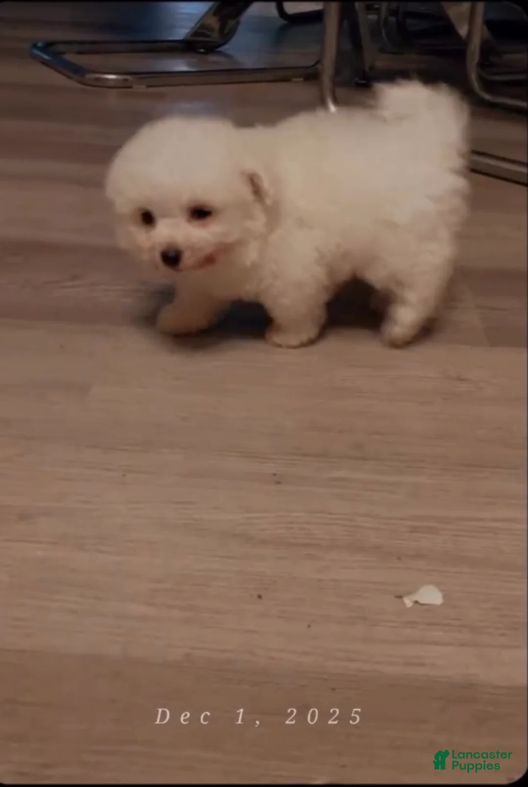 Maltipoo dogs for sale: Maltipoo Puppy 2 - Ad 1