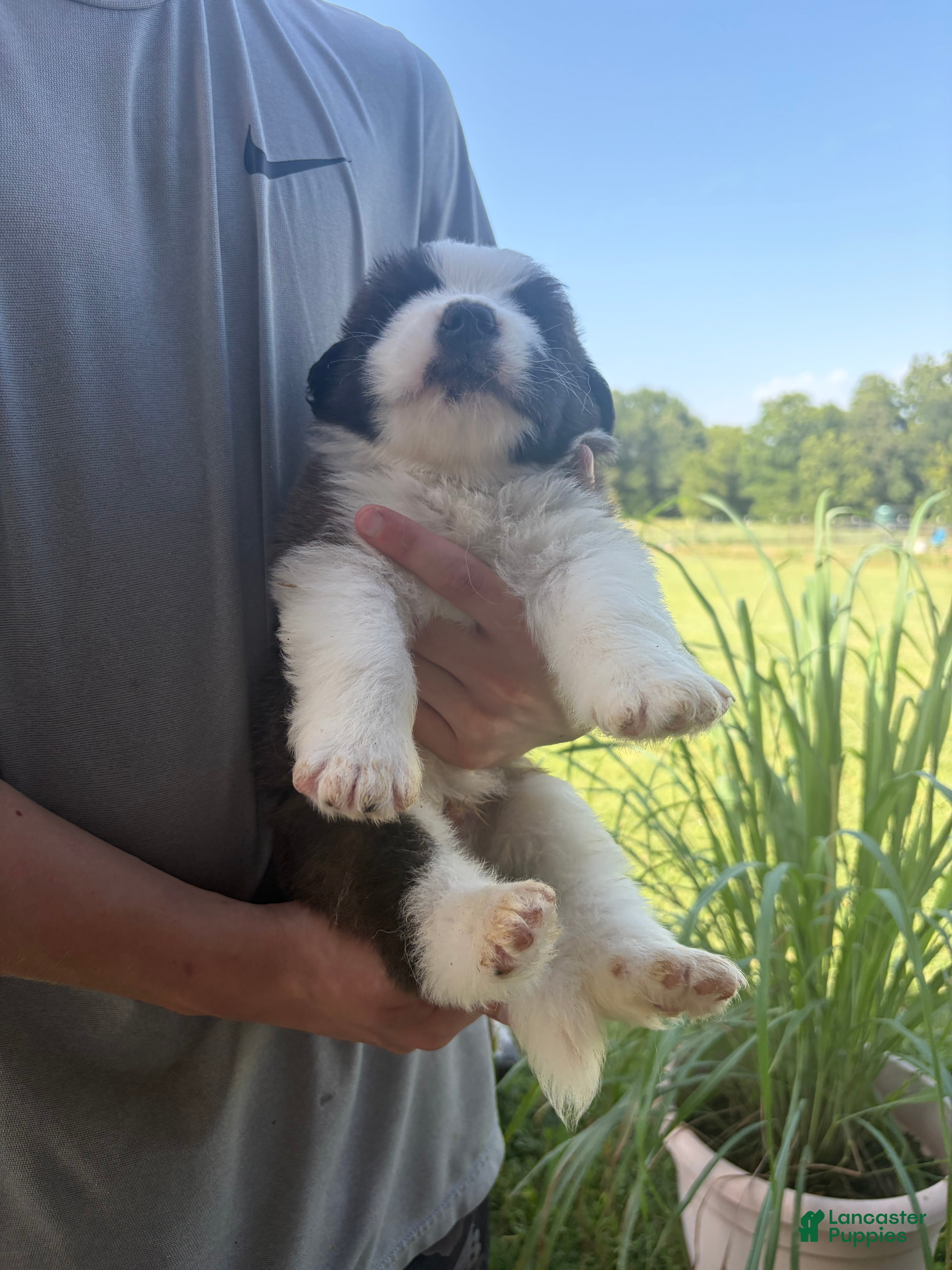 Saint Bernard dogs Akc Red - Ad 14