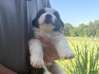 Saint Bernard dogs Akc Red / Buster - Ad 33