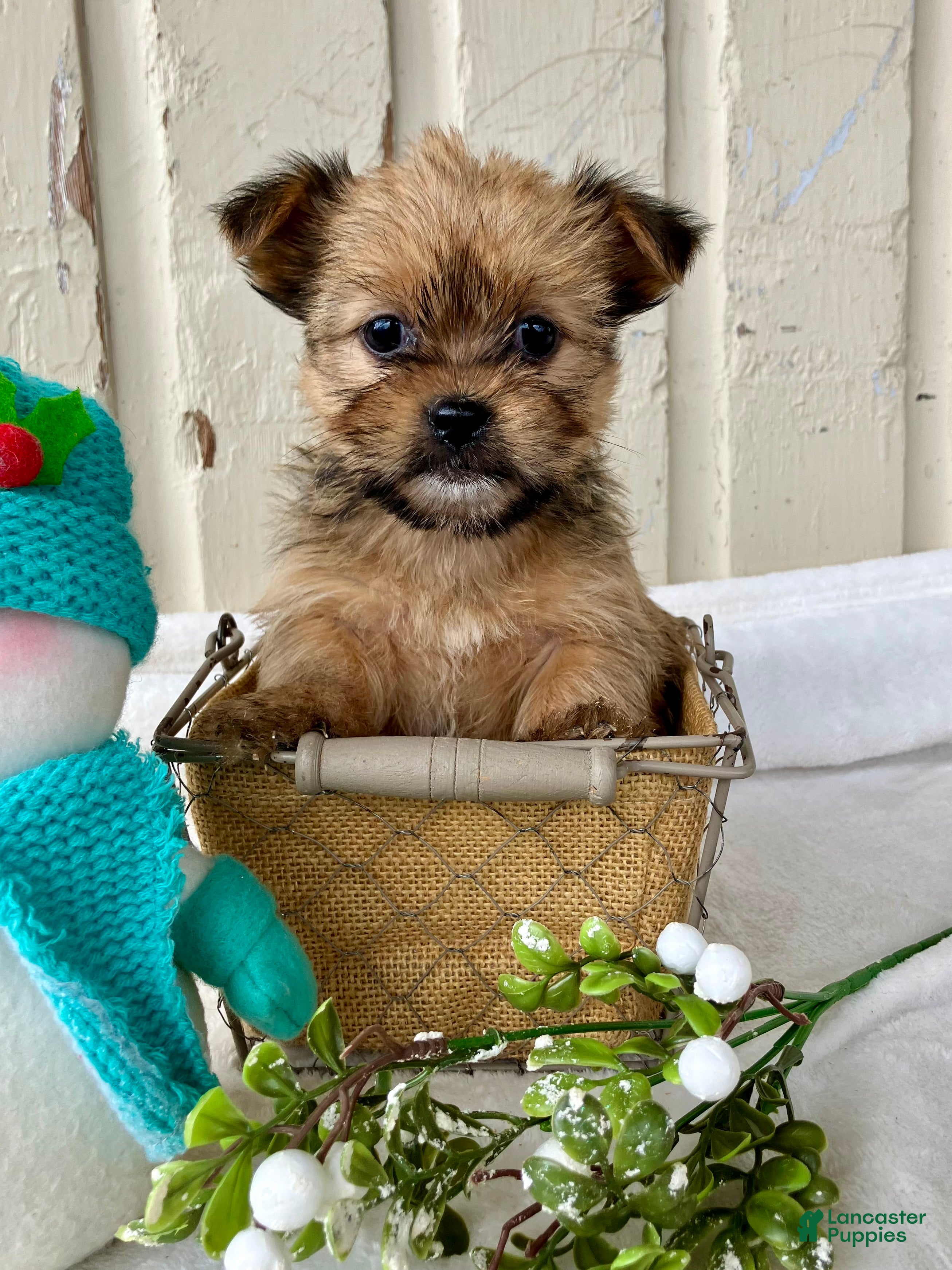 Shorkie dogs Marley - Ad 15