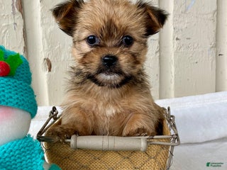 Shorkie dogs Marley - Ad 29