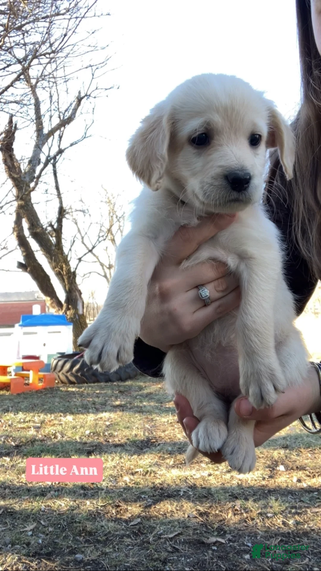 Labradoodle dogs for sale: Little Ann - Ad 1