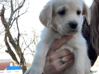 Labradoodle dogs Little Ann - Ad 7