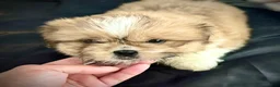 Mixed Breed dogs for sale: Peke-Tzu Pup 2 - Ad 3