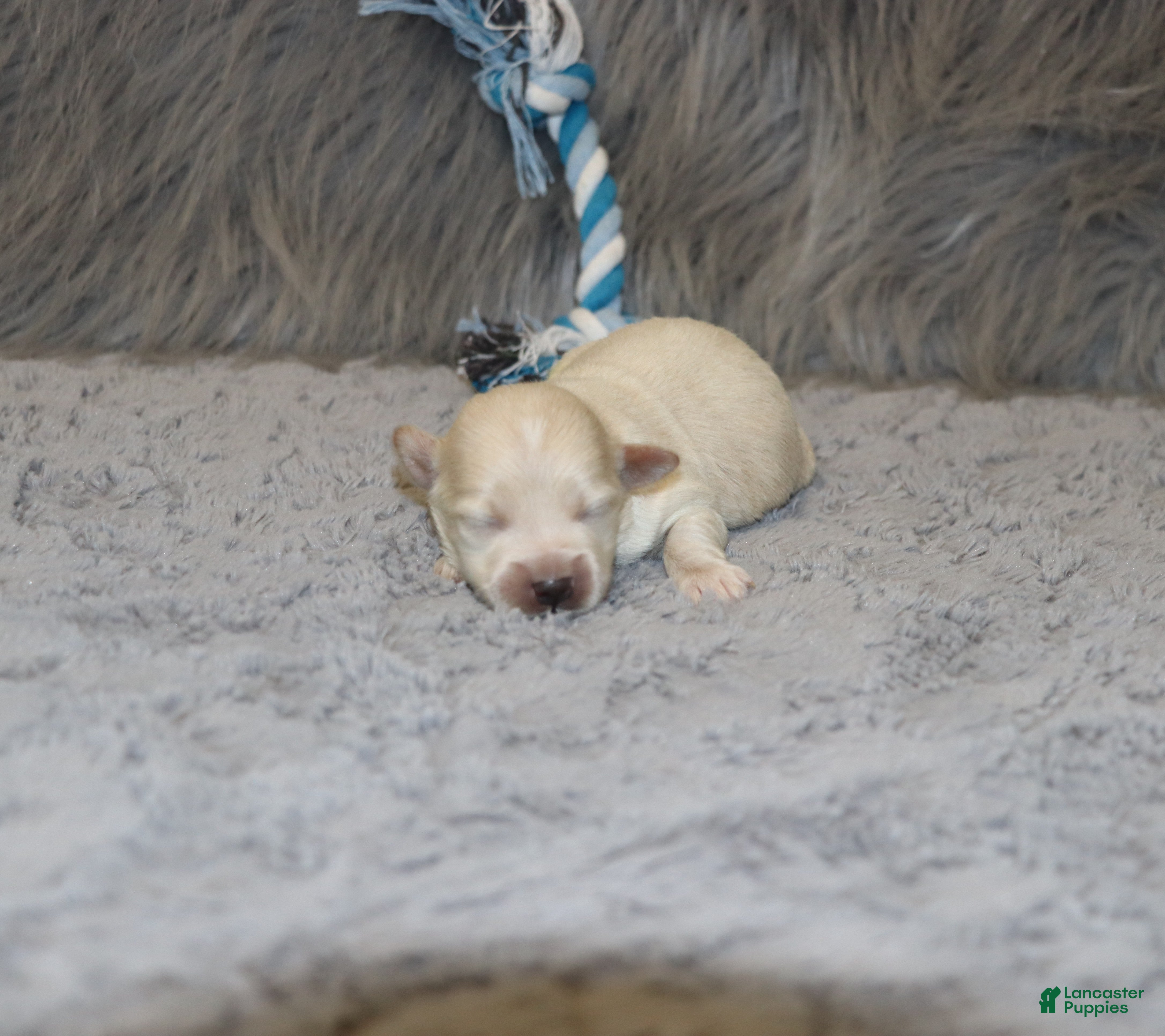 Havapoo dogs Pinto 💙 Toy/Miniature - Ad 2