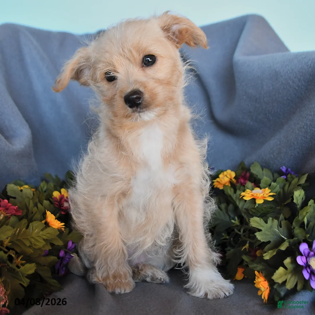 Pomapoo dogs for sale: Beauty - Ad 3