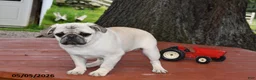 Pug dogs for sale: Donald - Ad 4