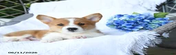 Welsh Corgi Pembroke dogs for sale: Kenny - Ad 3