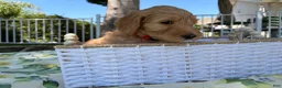 Goldendoodle dogs for sale: Ollie - Ad 6
