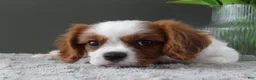 Cavalier King Charles Spaniel dogs for sale: Colby - Ad 3