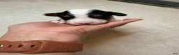Mixed Breed dogs for sale: Russel - Ad 3