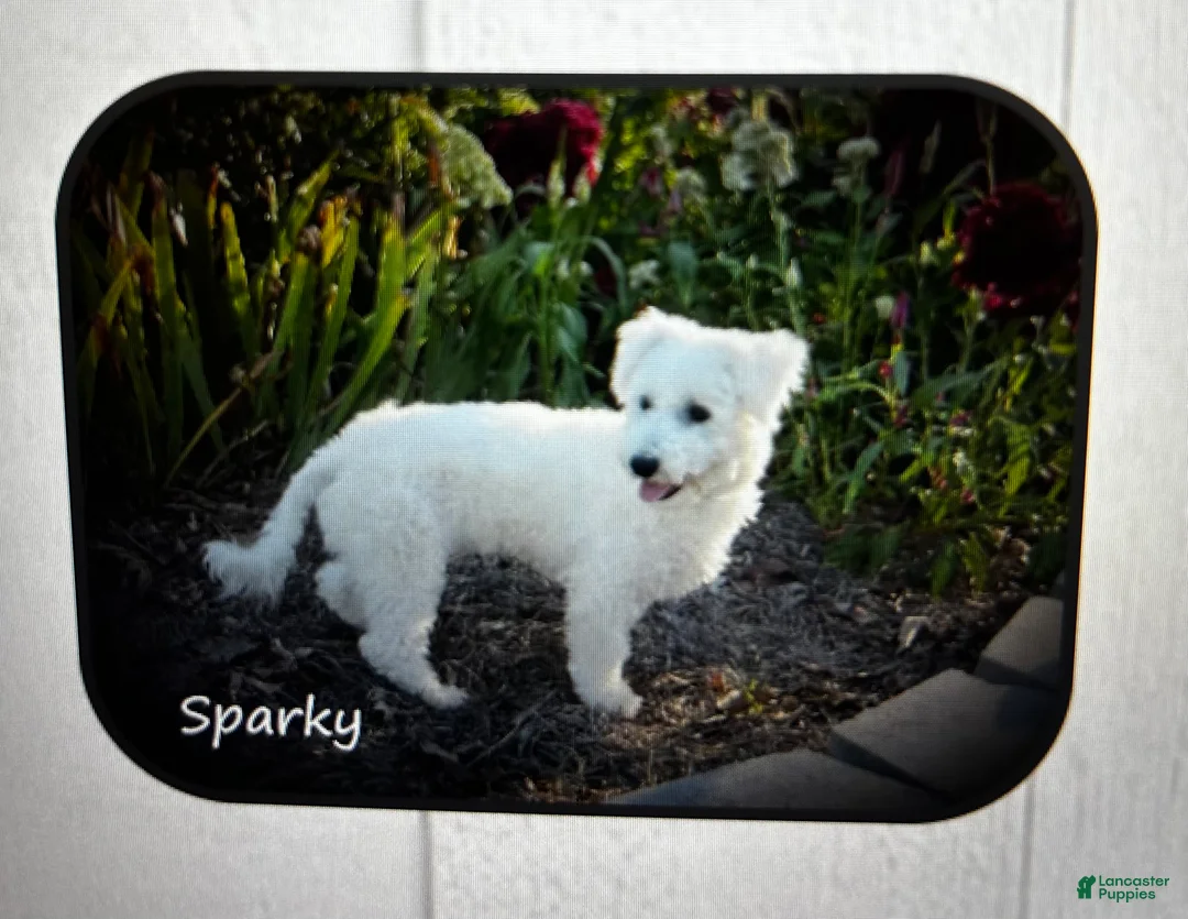 Bichon Frise dogs for sale: Pedro - Ad 4