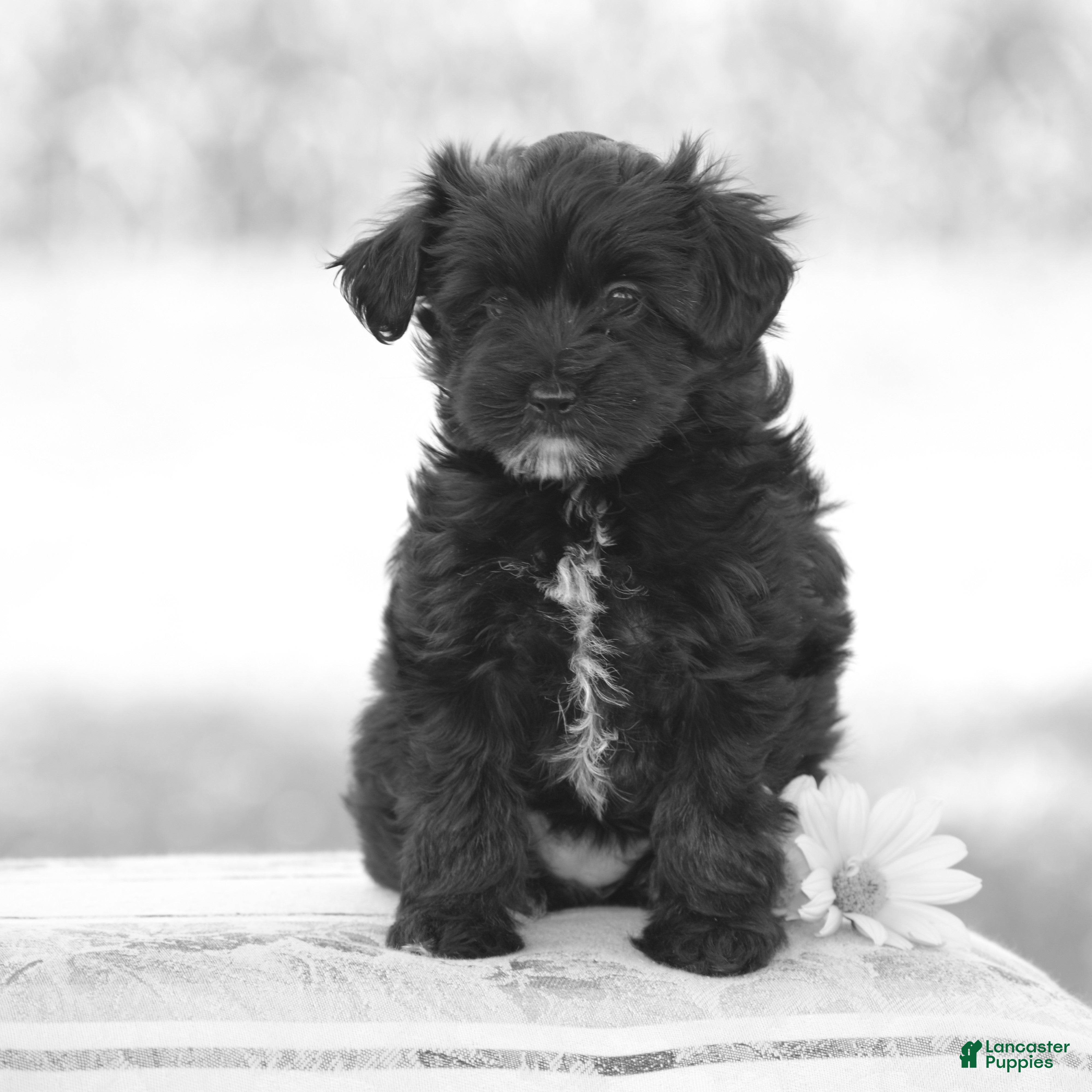 Yorkiepoo dogs Courtney - Ad 2
