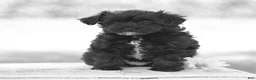 Yorkiepoo dogs for sale: Courtney - Ad 2