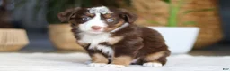 Australian Shepherd dogs for sale: Willow - Ad 3