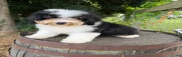 Mini Bernedoodle dogs for sale: Reese-Mini Bernedoodle female tri color  - Ad 7