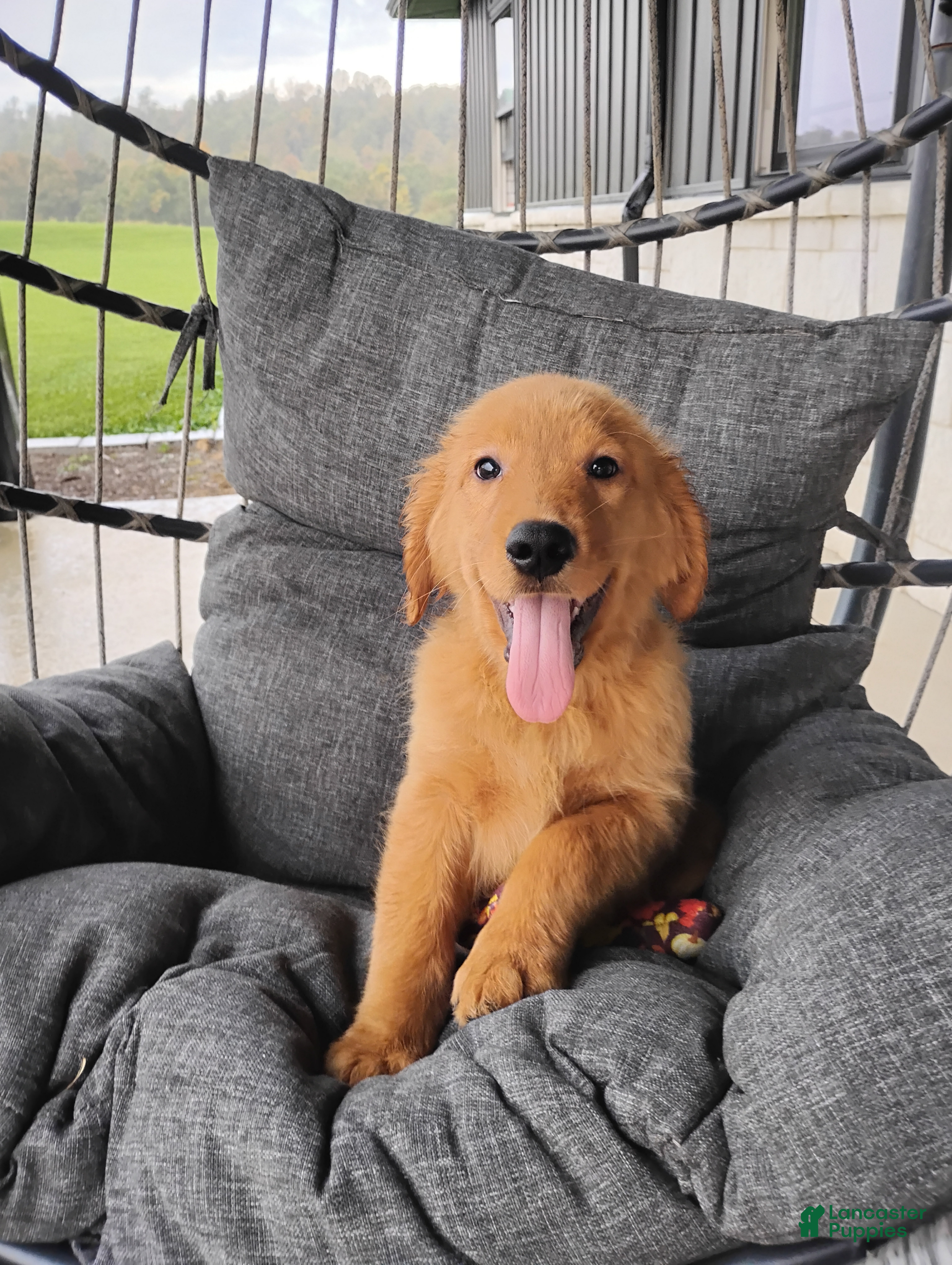 Golden Retriever dogs Copper - Ad 1