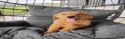 Golden Retriever dogs for sale: Copper - Ad 1