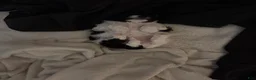 Mixed Breed dogs for sale: Dolly  - Ad 17