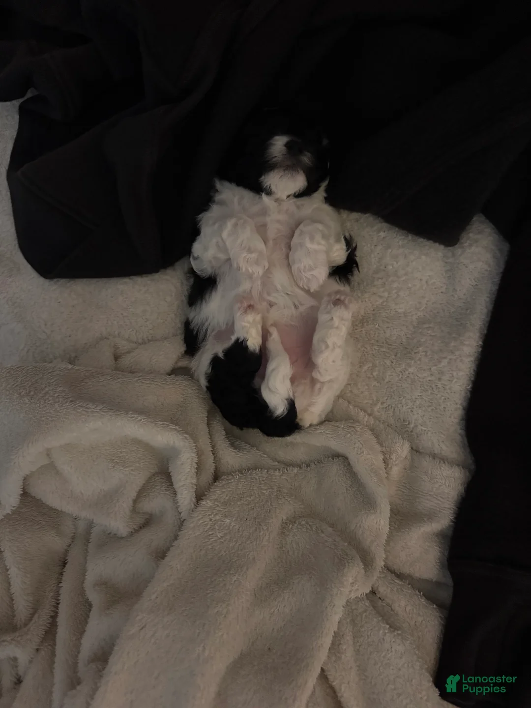 Mixed Breed dogs for sale: Dolly  - Ad 17