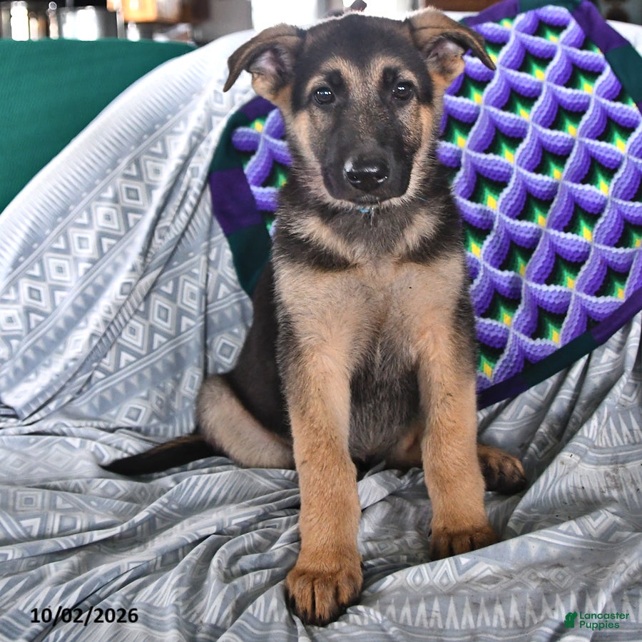German Shepherd dogs Tessa - Ad 2