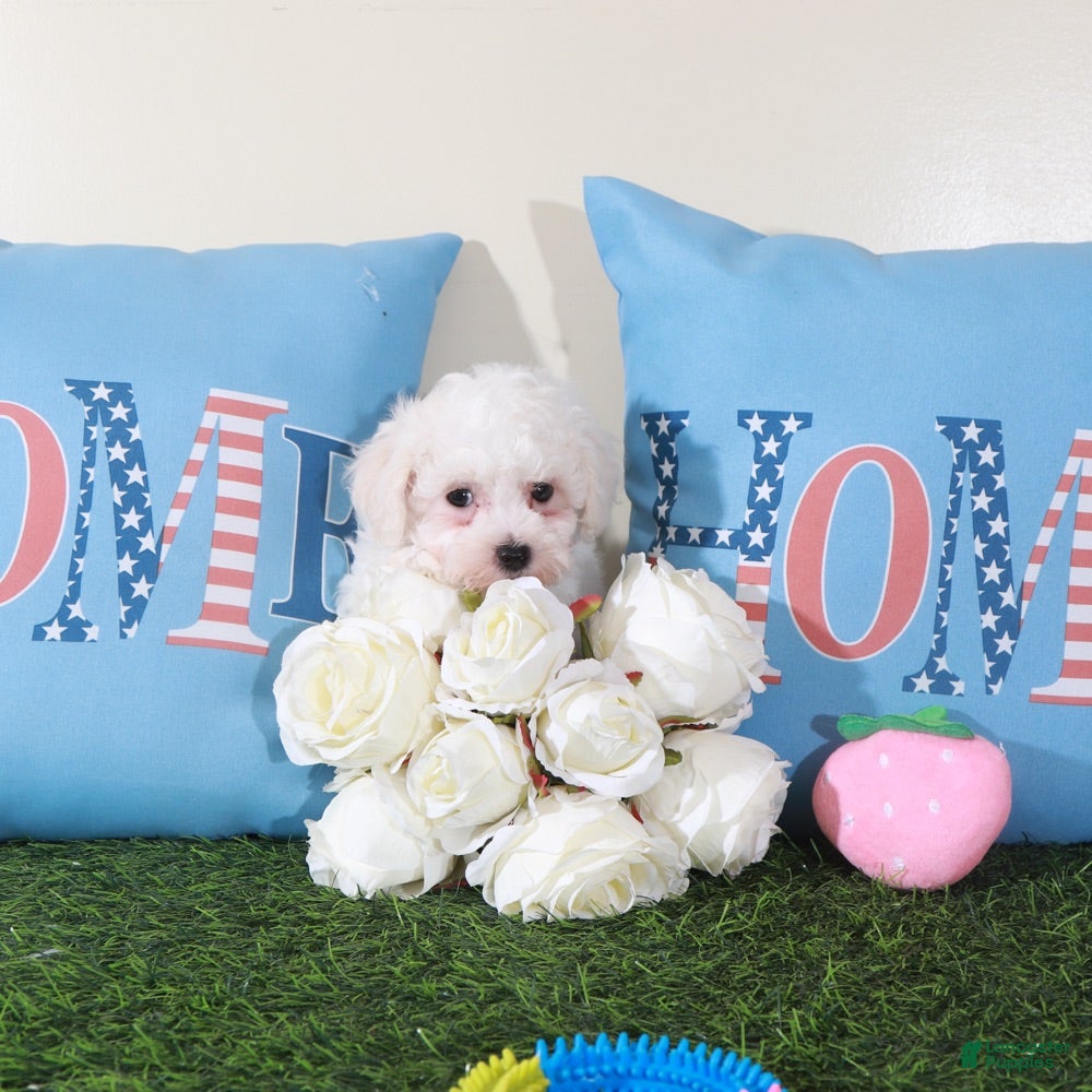 Bichon Frise dogs Phoebe-Sweet Little Female Bichon Frise Puppy - Ad 2