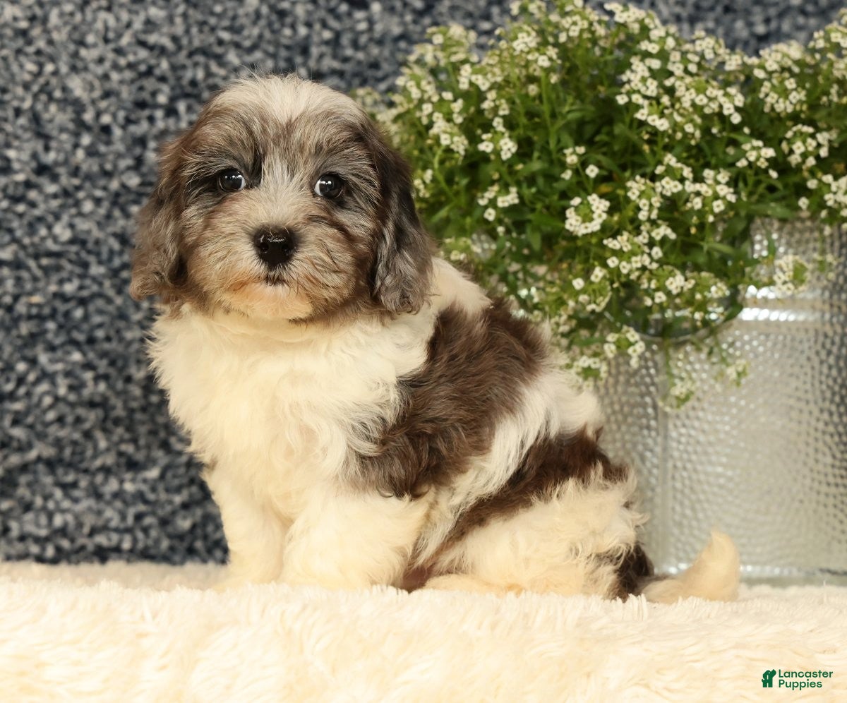 Havapoo dogs Snickers - Ad 2