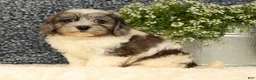 Havapoo dogs for sale: Snickers - Ad 2