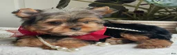 Yorkshire Terrier dogs for sale: Fido - Ad 9