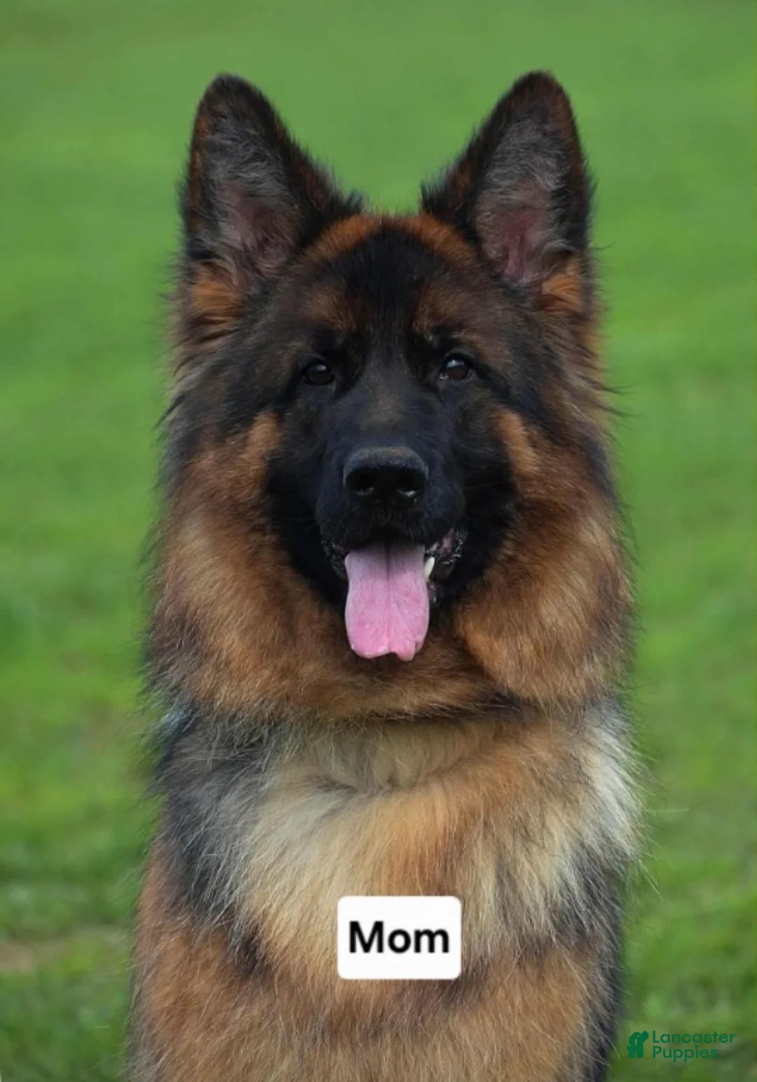 German Shepherd dogs for sale: German Shepherd 1 - Ad 5