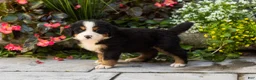 Bernese Mountain Dog dogs for sale: Molly - Ad 3