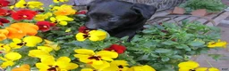 Labrador Retriever dogs for sale: Labrador Retriever Puppy 3 - Ad 2