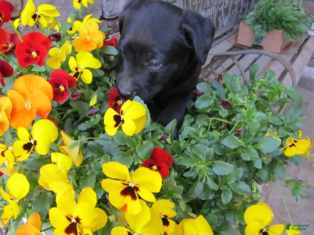 Labrador Retriever dogs for sale: Labrador Retriever Puppy 3 - Ad 2