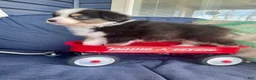 Australian Shepherd dogs for sale: Australian Shepherd- Chloe  - Ad 4