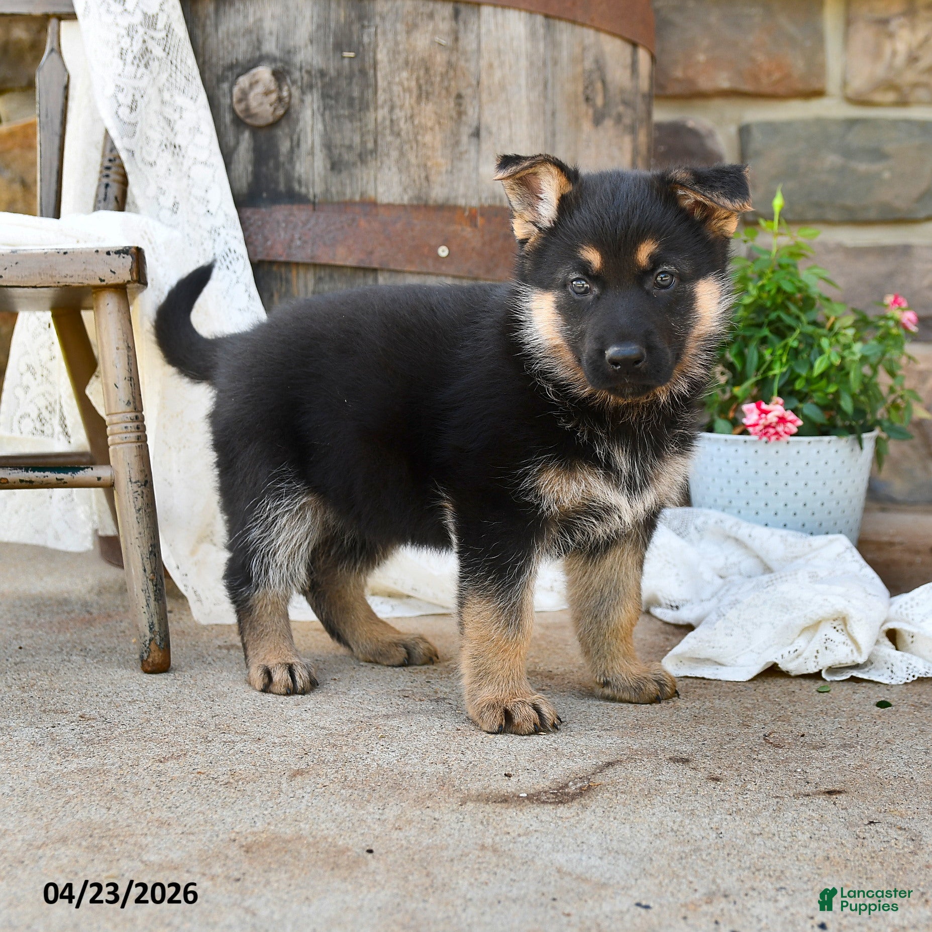 German Shepherd dogs Sage - Ad 1