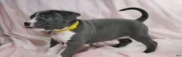 American Bully dogs for sale: Kitana - Ad 3