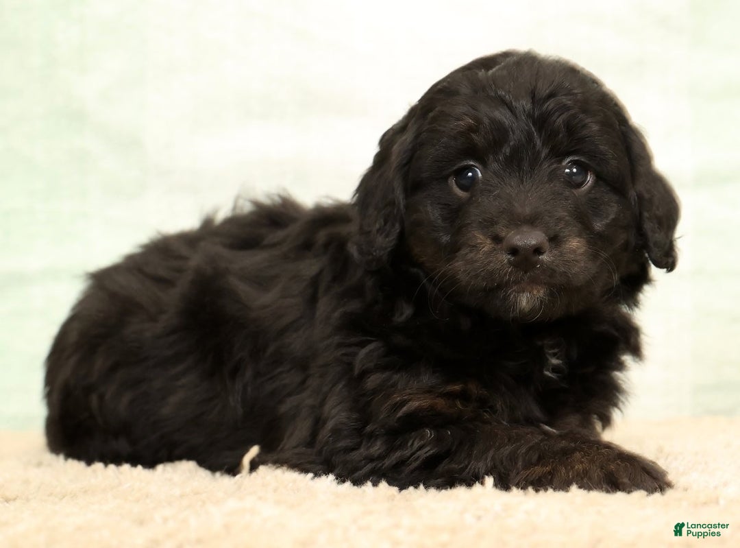 Mini Aussiedoodle dogs for sale: Blake - Ad 5