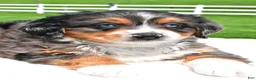 Mixed Breed dogs for sale: Lilly - Ad 7