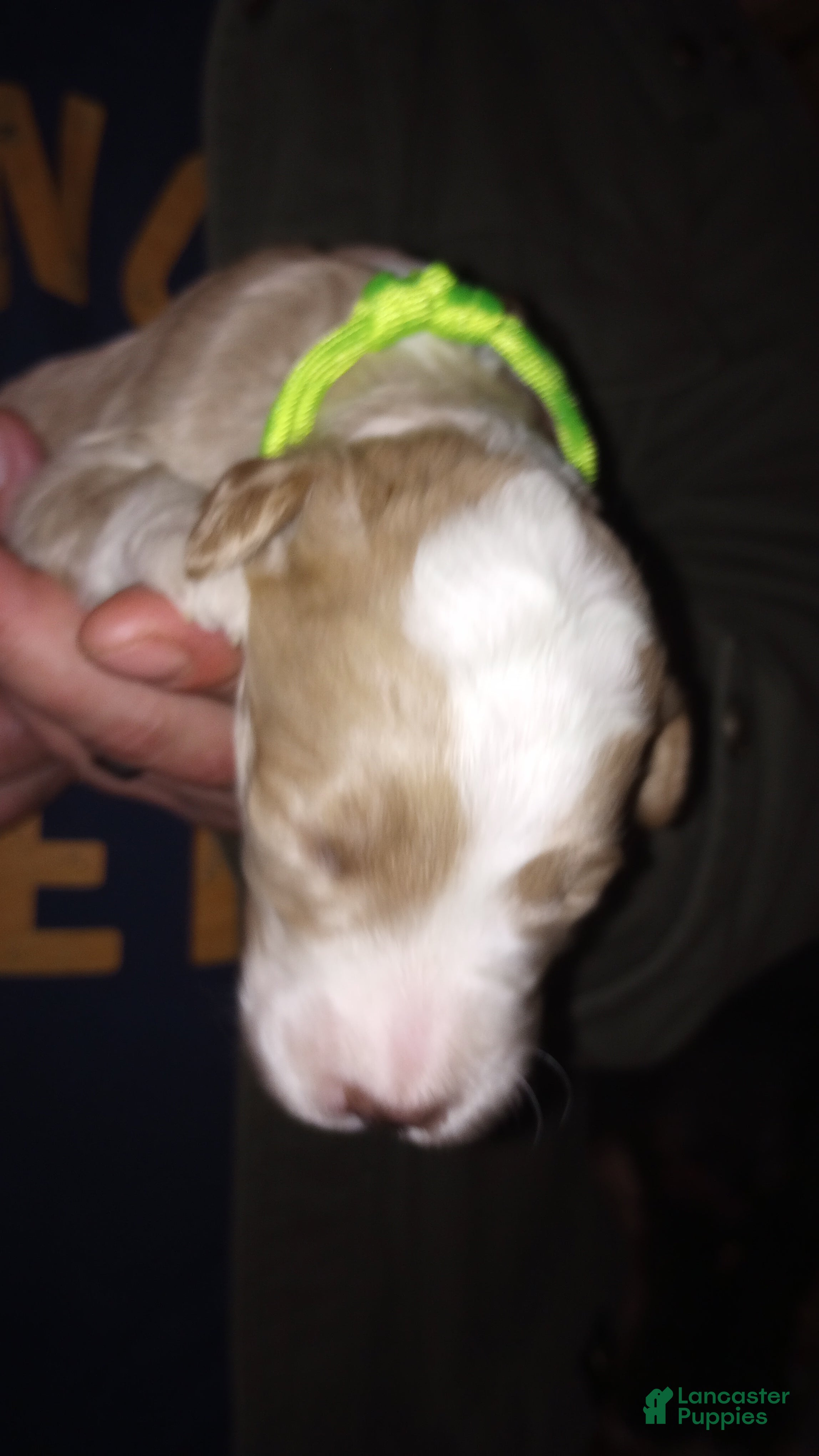 Mini Bernedoodle dogs Amber - Ad 2