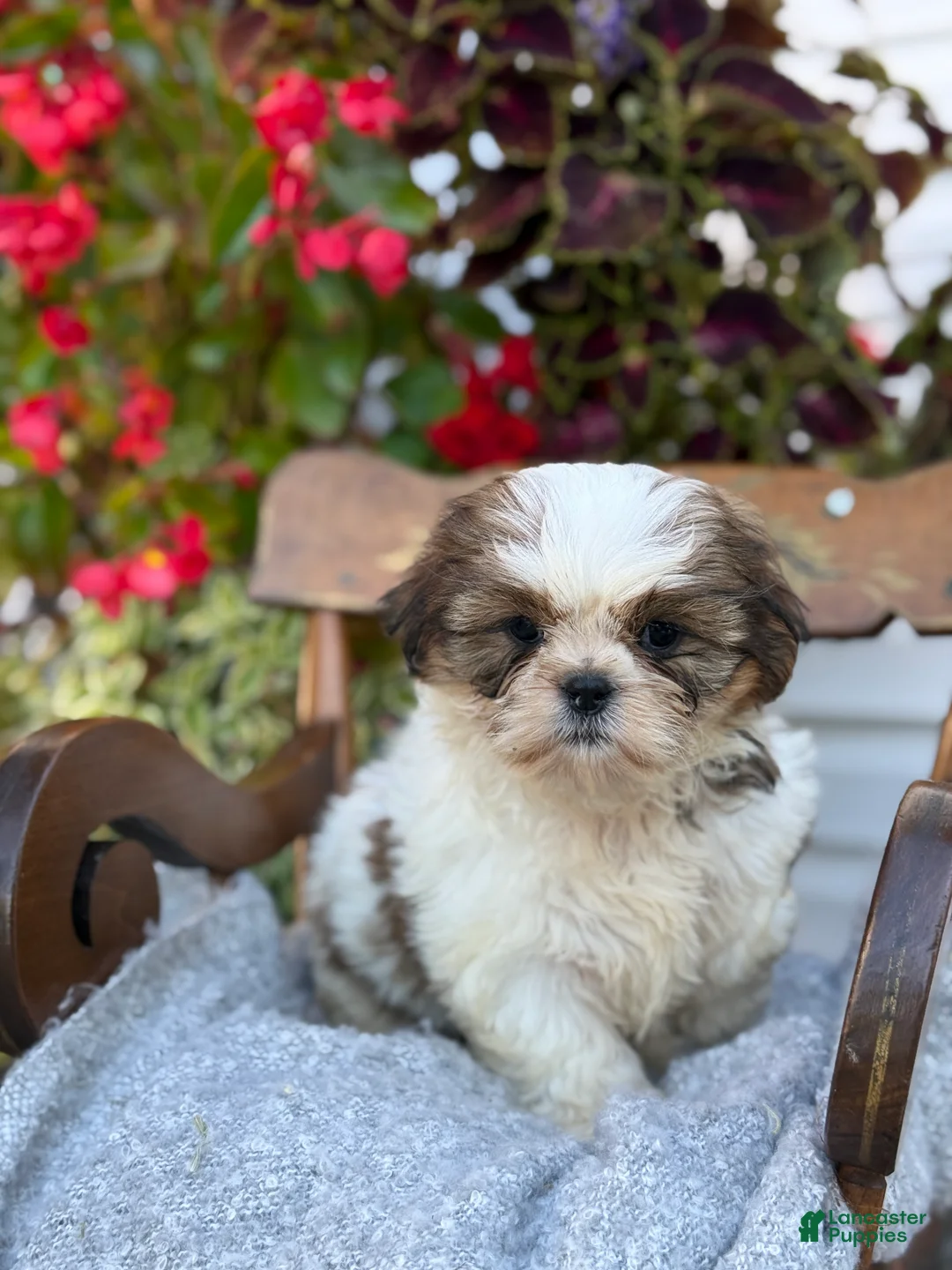 Shih Tzu dogs for sale: Shyla - Ad 1