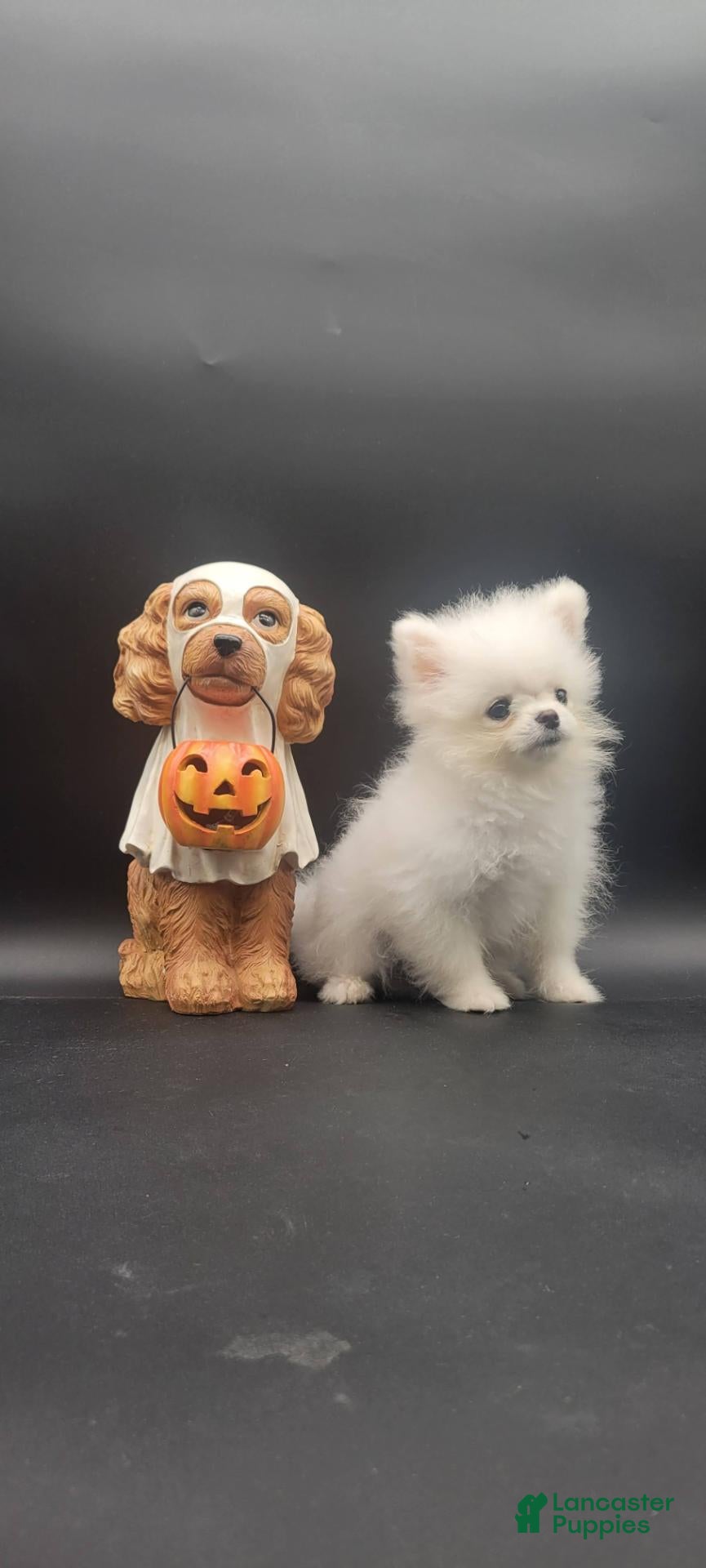 Pomeranian dogs Pomeranian 1 - Ad 2