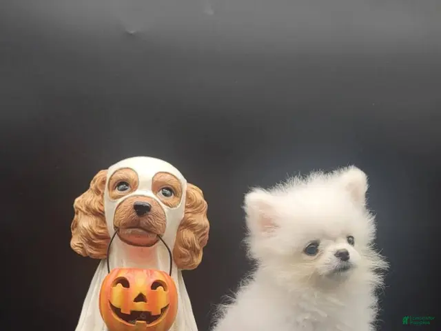 Pomeranian dogs Pomeranian 1 - Ad 2
