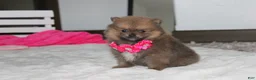 Pomeranian dogs for sale: Zara - Ad 10