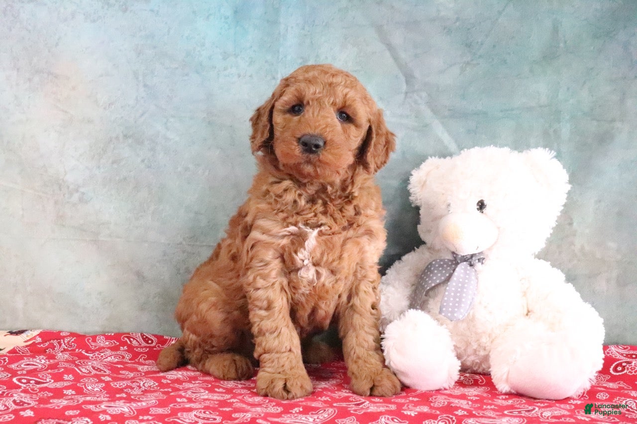 Mini Goldendoodle dogs Frisky - Ad 1