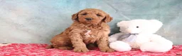 Mini Goldendoodle dogs for sale: Frisky - Ad 1